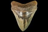 Serrated, Fossil Megalodon Tooth - Monster Meg Tooth #156563-1